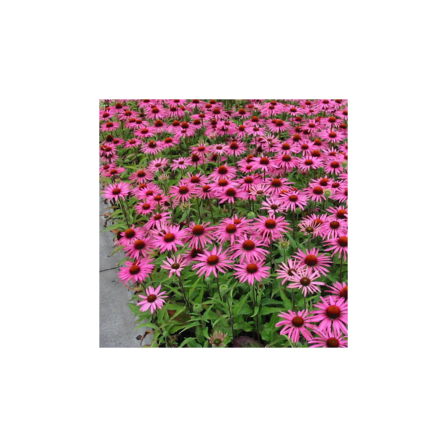 Plantes Vivaces ECHINACEA purpurea 'Magnus' - Rudbeckia Pourpre en vente - Pépinière Lepage .