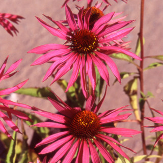 plantes-vivaces-echinacea-purpurea-maxima-rudbeckia-pourpre-en-vente-pepiniere-lepage-