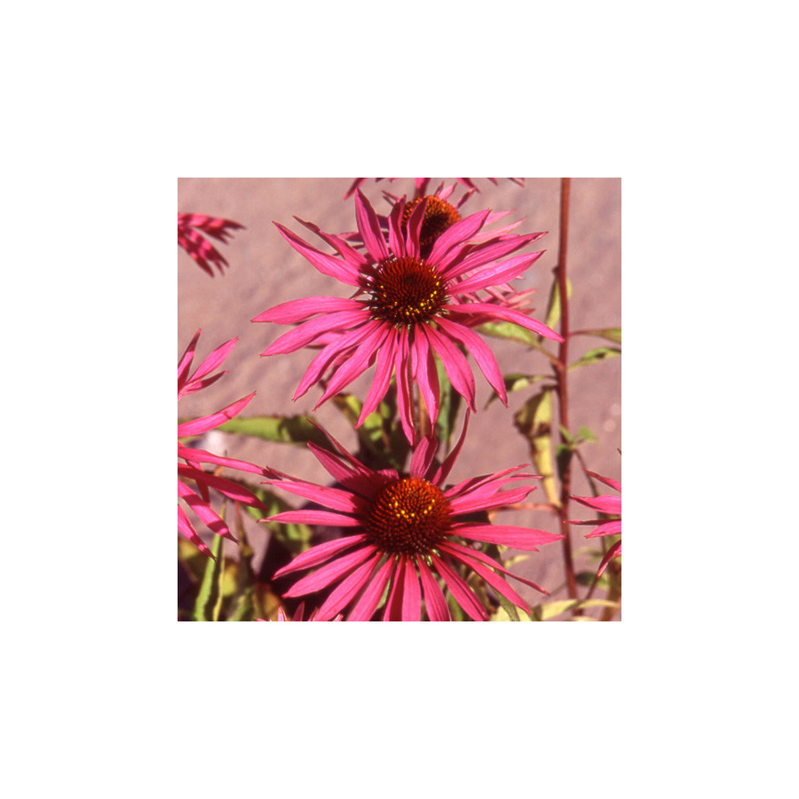 Plantes Vivaces ECHINACEA purpurea 'Maxima' - Rudbeckia Pourpre en vente - Pépinière Lepage .