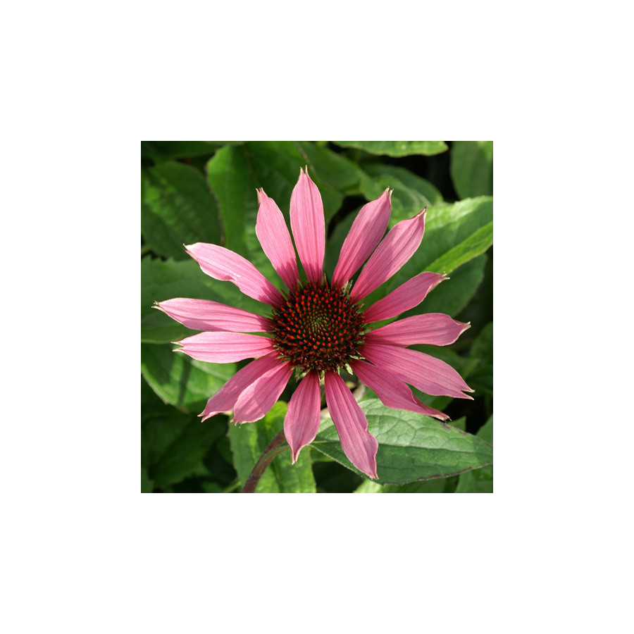 Plantes Vivaces ECHINACEA purpurea 'Maxima' - Rudbeckia Pourpre en vente - Pépinière Lepage .