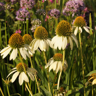 plantes-vivaces-echinacea-purpurea-mellow-yellows-en-vente-pepiniere-lepage-