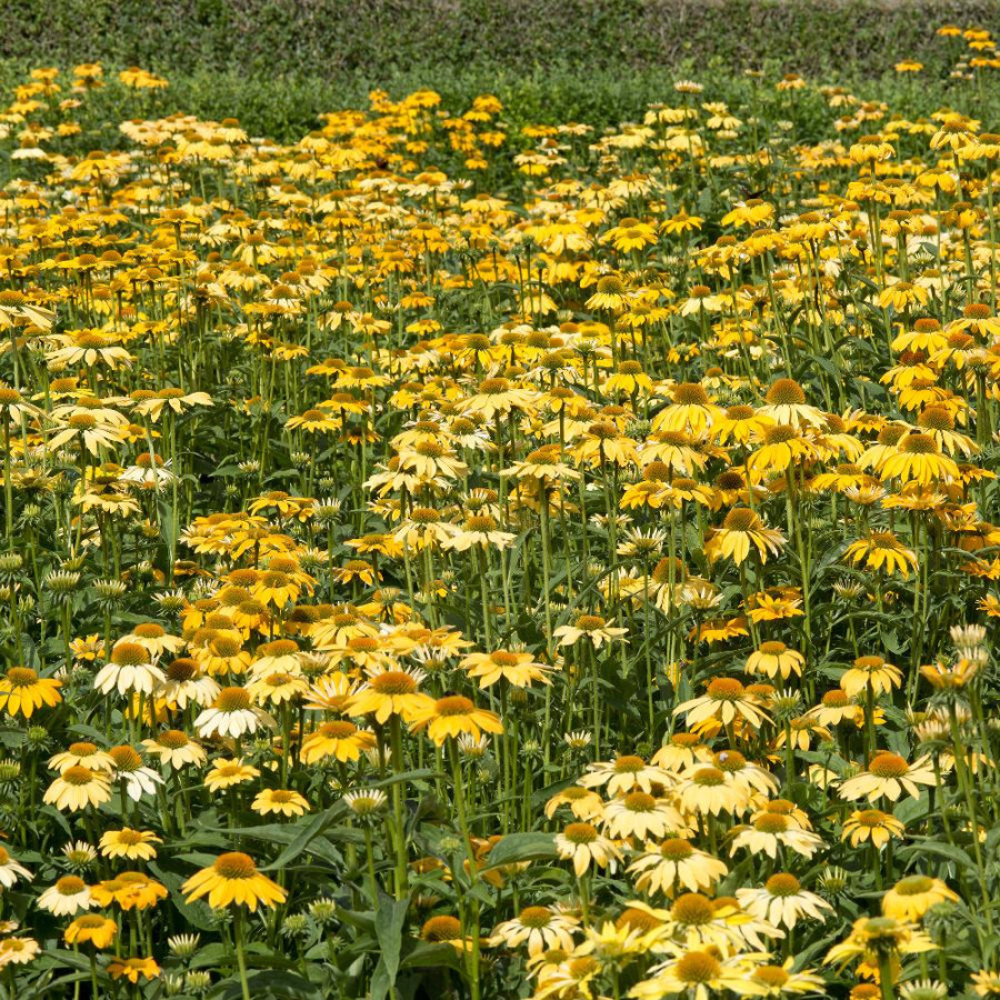 ECHINACEA purpurea 'Paradiso Yellow'