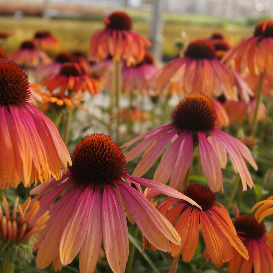 Plantes Vivaces ECHINACEA purpurea 'Rainbow Marcella' ® en vente - Pépinière Lepage .