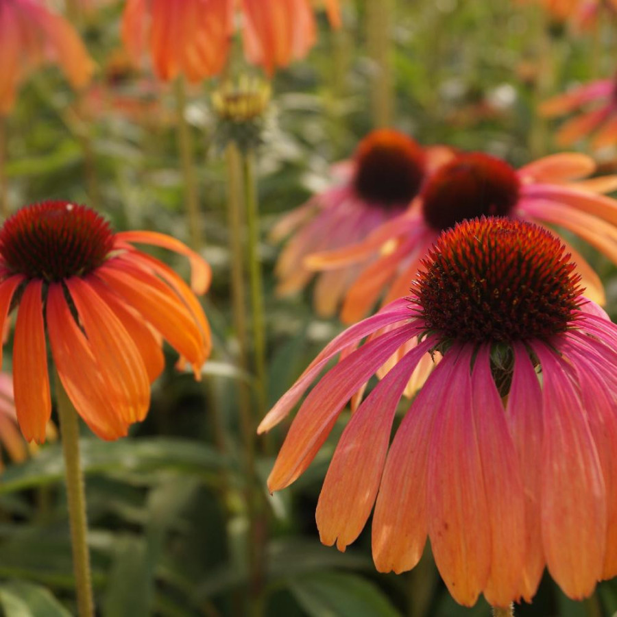 Plantes Vivaces ECHINACEA purpurea 'Rainbow Marcella' ® en vente - Pépinière Lepage .