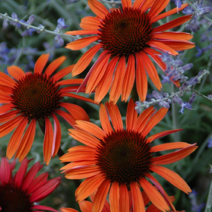 ECHINACEA purpurea 'Sundown' ®