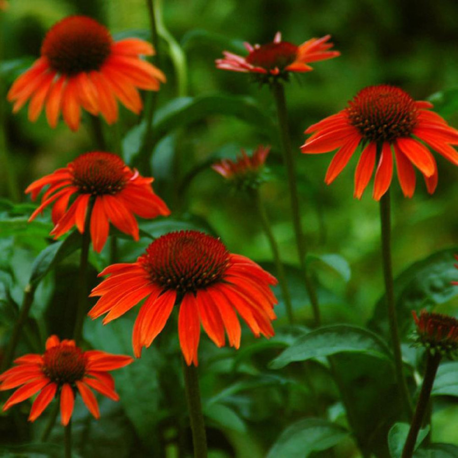 ECHINACEA purpurea 'Sundown' ®