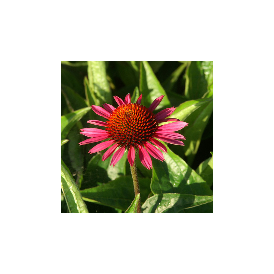 plantes-vivaces-echinacea-purpurea-vintage-wine-R-rudbeckia-pourpre-en-vente-pepiniere-lepage-