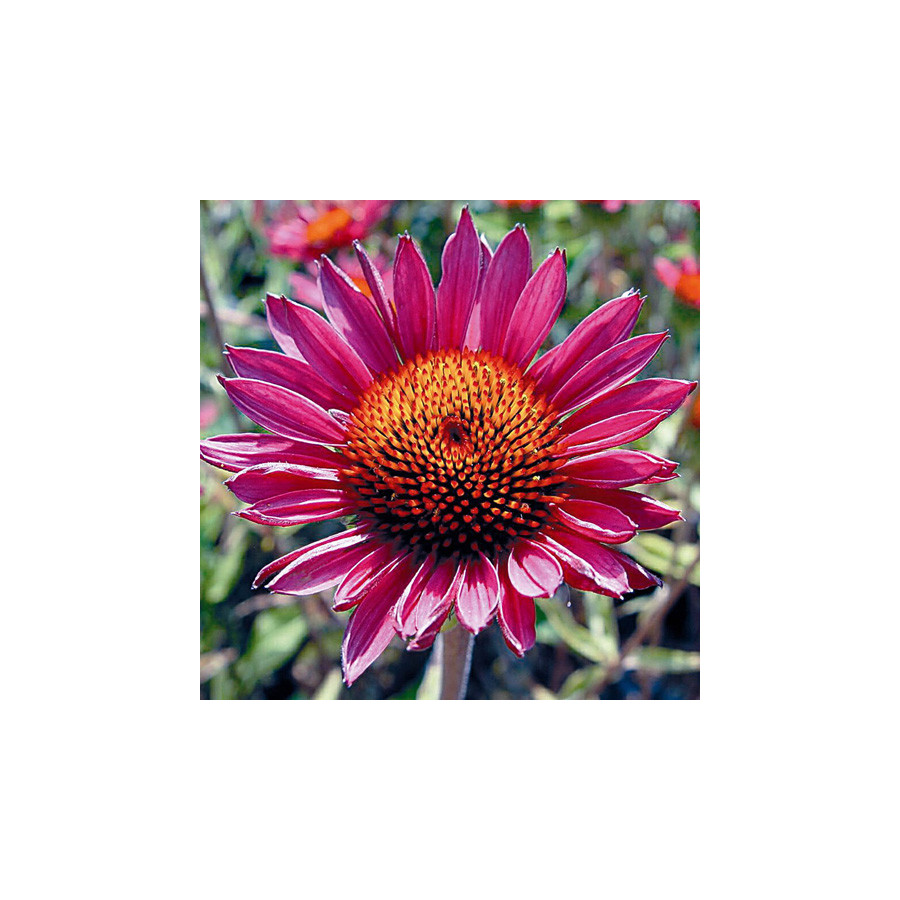 plantes-vivaces-echinacea-purpurea-vintage-wine-R-rudbeckia-pourpre-en-vente-pepiniere-lepage-