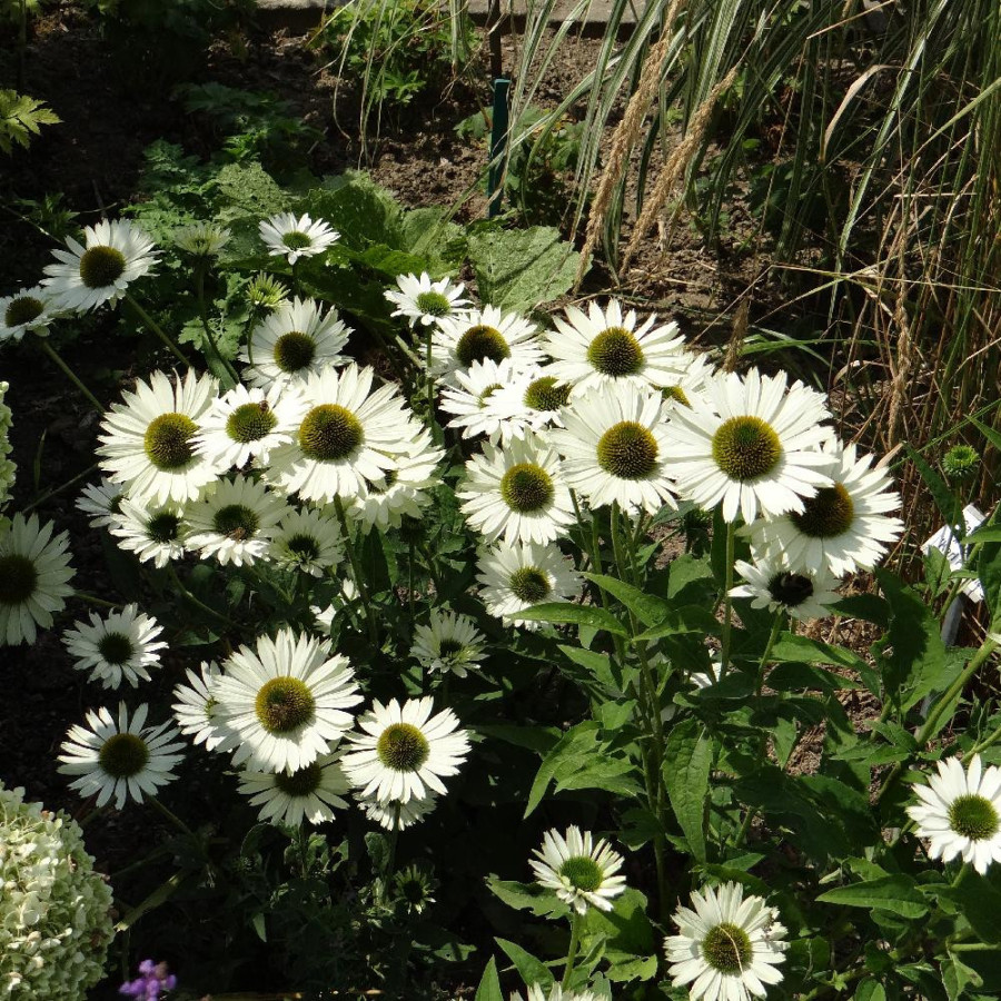 Plantes Vivaces ECHINACEA purpurea 'Virgin' ® - Rudbeckia Pourpre en vente - Pépinière Lepage .