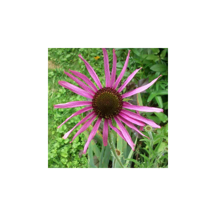 Plantes Vivaces ECHINACEA tenesseensis 'Rocky Top Hybrids' en vente - Pépinière Lepage .