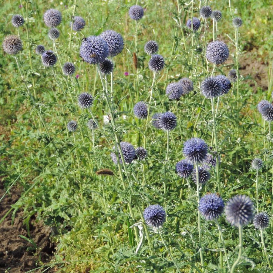 plantes-vivaces-echinops-bannaticus-blue-globe-boule-azuree-en-vente-chardon-boule-en-vente-pepiniere-lepage-