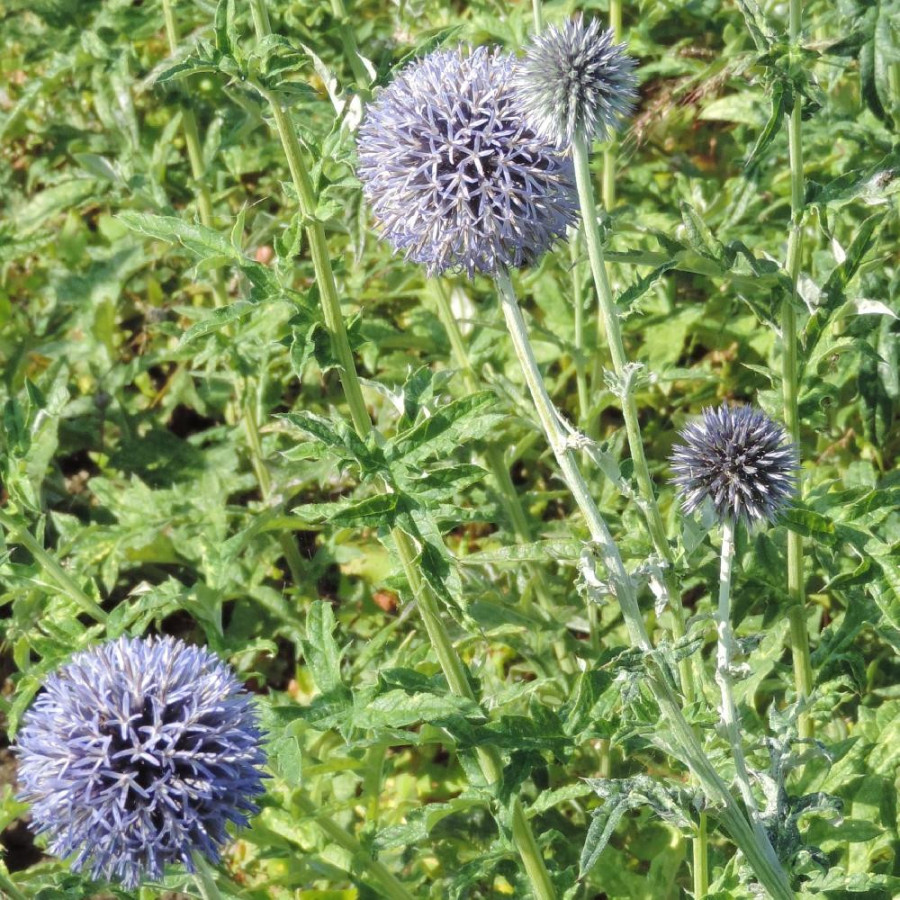 plantes-vivaces-echinops-bannaticus-blue-globe-boule-azuree-en-vente-chardon-boule-en-vente-pepiniere-lepage-