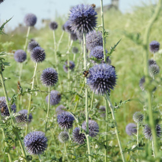 plantes-vivaces-echinops-bannaticus-blue-globe-boule-azuree-en-vente-chardon-boule-en-vente-pepiniere-lepage-