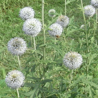plantes-vivaces-echinops-bannaticus-star-frost-boule-azuree-en-vente-chardon-boule-en-vente-pepiniere-lepage-