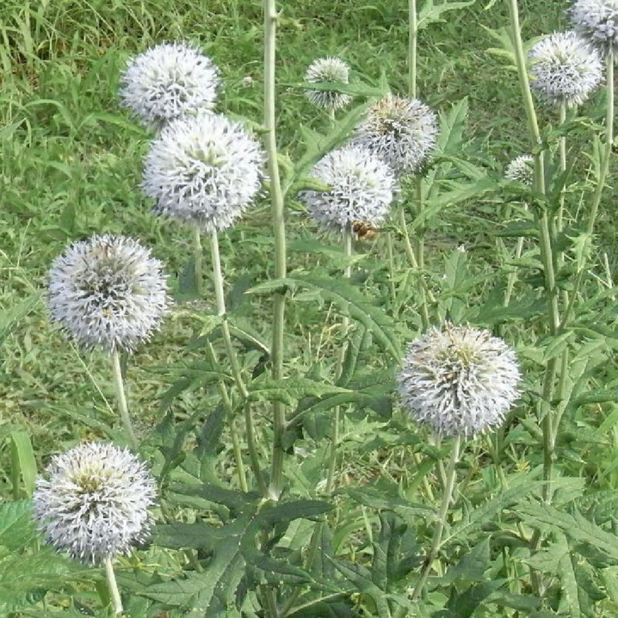 Plantes Vivaces ECHINOPS bannaticus 'Star Frost' - Boule Azurée en vente - Chardon Boule en vente - Pépinière Lepage .