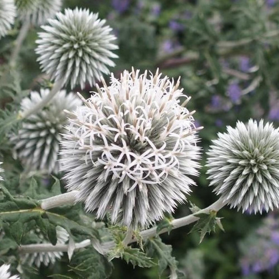 Plantes Vivaces ECHINOPS bannaticus 'Star Frost' - Boule Azurée en vente - Chardon Boule en vente - Pépinière Lepage .