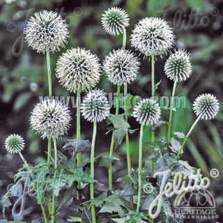 Plantes Vivaces ECHINOPS bannaticus 'Star Frost' - Boule Azurée en vente - Chardon Boule en vente - Pépinière Lepage .