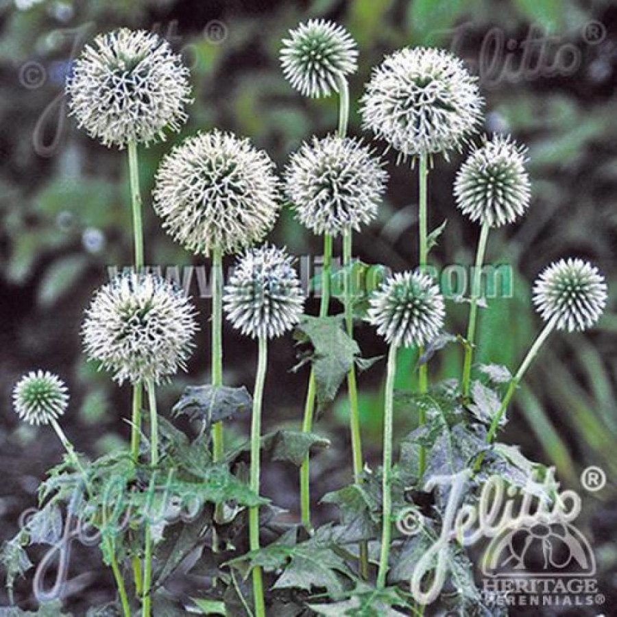 Plantes Vivaces ECHINOPS bannaticus 'Star Frost' - Boule Azurée en vente - Chardon Boule en vente - Pépinière Lepage .