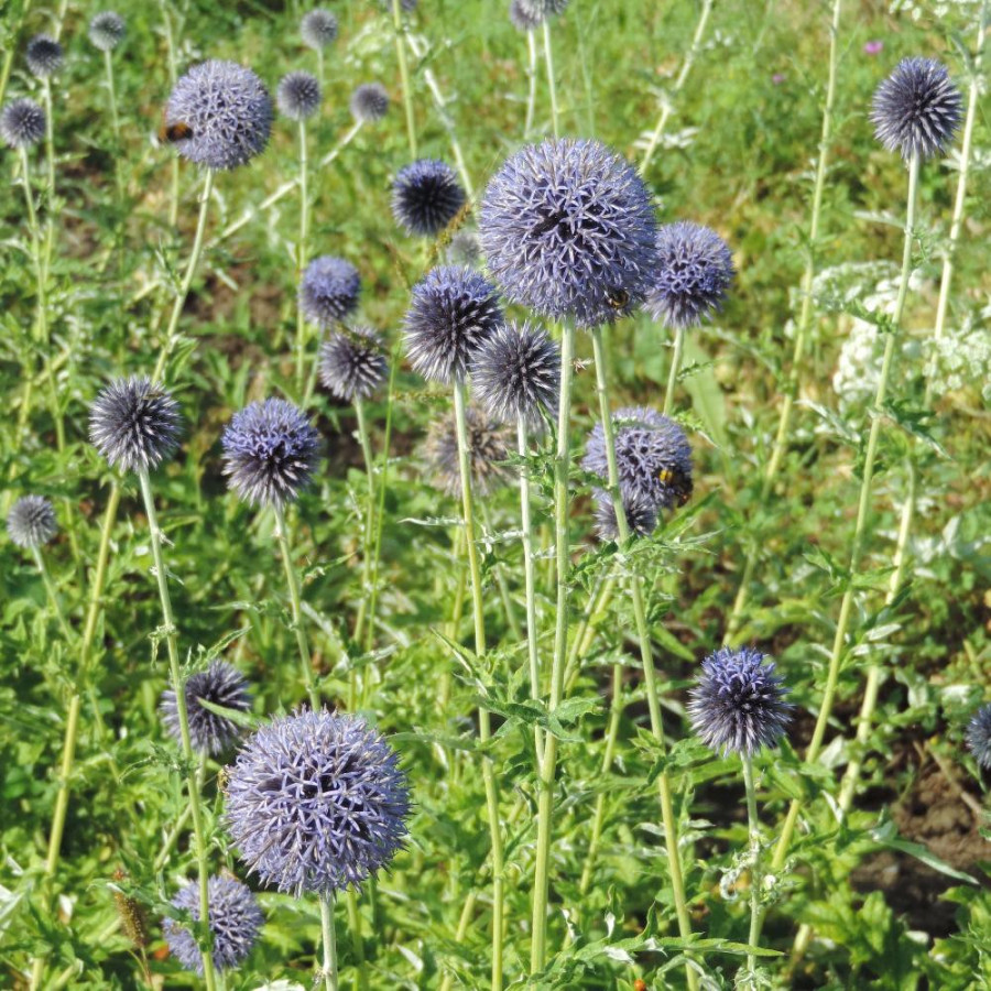 Plantes Vivaces ECHINOPS bannaticus 'Taplow Blue' - Boule Azurée en vente - Chardon Boule en vente - Pépinière Lepage .