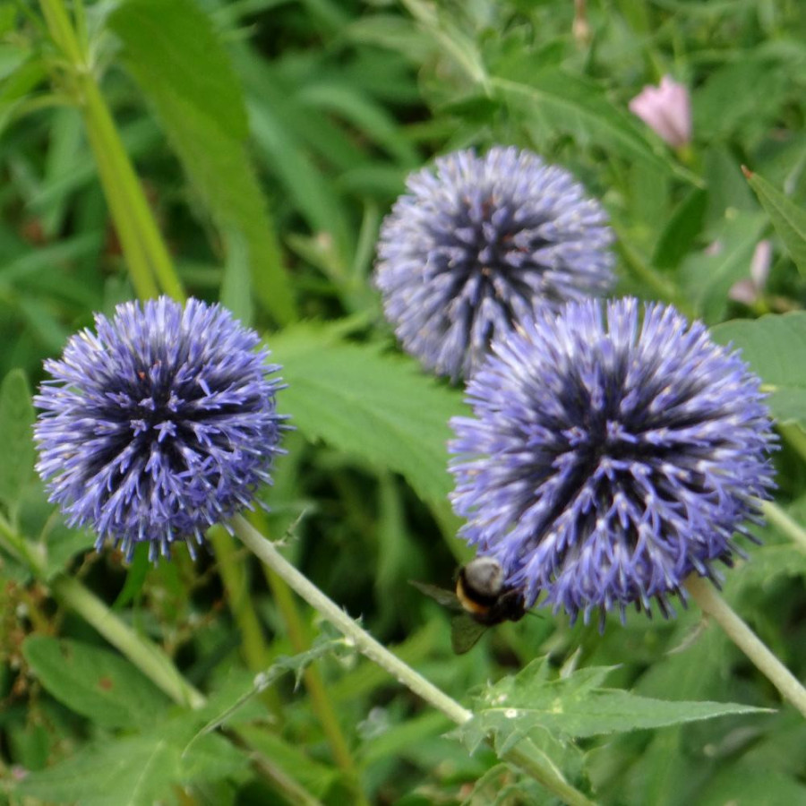 Plantes Vivaces ECHINOPS ritro - Boule Azurée en vente - Chardon Boule en vente - Pépinière Lepage .