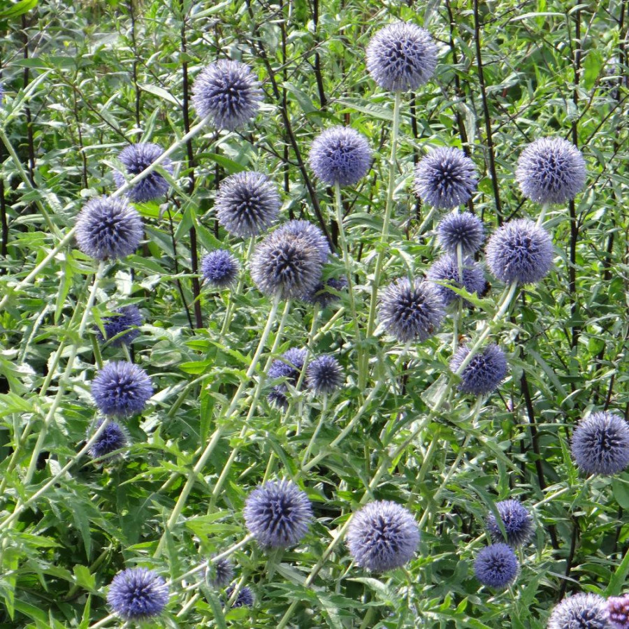 Plantes Vivaces ECHINOPS ritro - Boule Azurée en vente - Chardon Boule en vente - Pépinière Lepage .