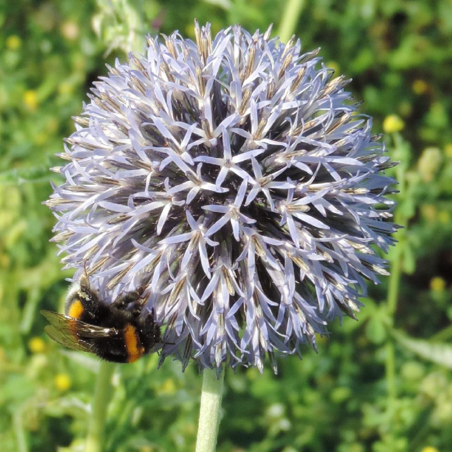 Plantes Vivaces ECHINOPS ritro 'Veitch's Blue' - Boule azurée en vente - Chardon Boule en vente - Pépinière Lepage .