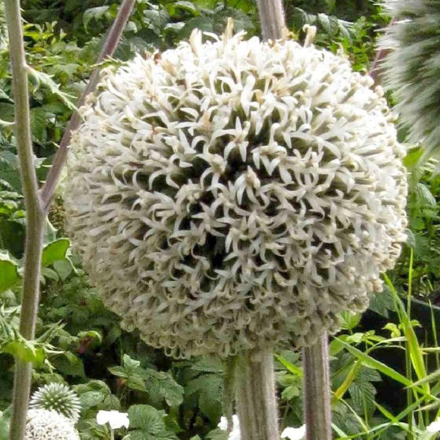 plantes-vivaces-echinops-sphaerocephalus-arctic-glow-boule-azuree-en-vente-pepiniere-lepage-