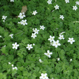 plantes-vivaces-ellisiophyllum-pinnatum-en-vente-pepiniere-lepage-