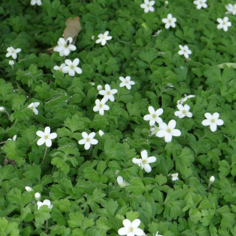 Plantes Vivaces ELLISIOPHYLLUM pinnatum en vente - Pépinière Lepage .