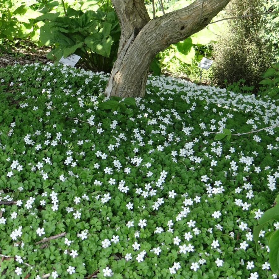 Plantes Vivaces ELLISIOPHYLLUM pinnatum en vente - Pépinière Lepage .