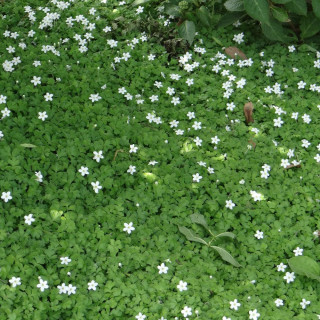 Plantes Vivaces ELLISIOPHYLLUM pinnatum en vente - Pépinière Lepage .