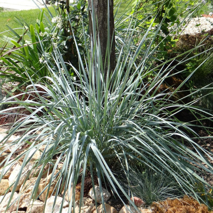 plantes-vivaces-elymus-magellanicus-agropyron-chiendent-pectine-en-vente-elymus-de-magellan-en-vente-pepiniere-lepage-