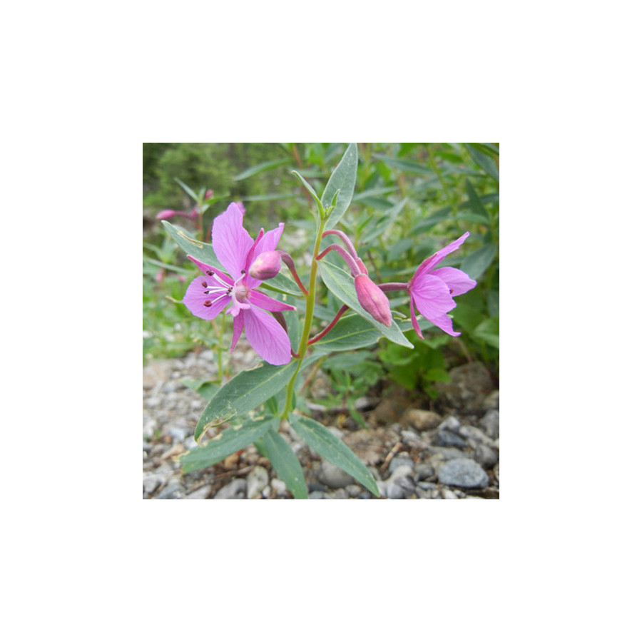 plantes-vivaces-epilobium-angustifolium-epilobe-en-vente-pepiniere-lepage-