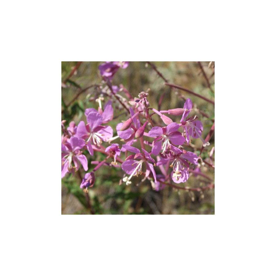 plantes-vivaces-epilobium-angustifolium-epilobe-en-vente-pepiniere-lepage-