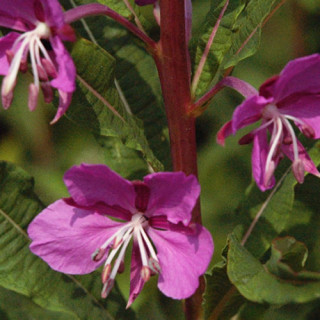 plantes-vivaces-epilobium-angustifolium-epilobe-en-vente-pepiniere-lepage-