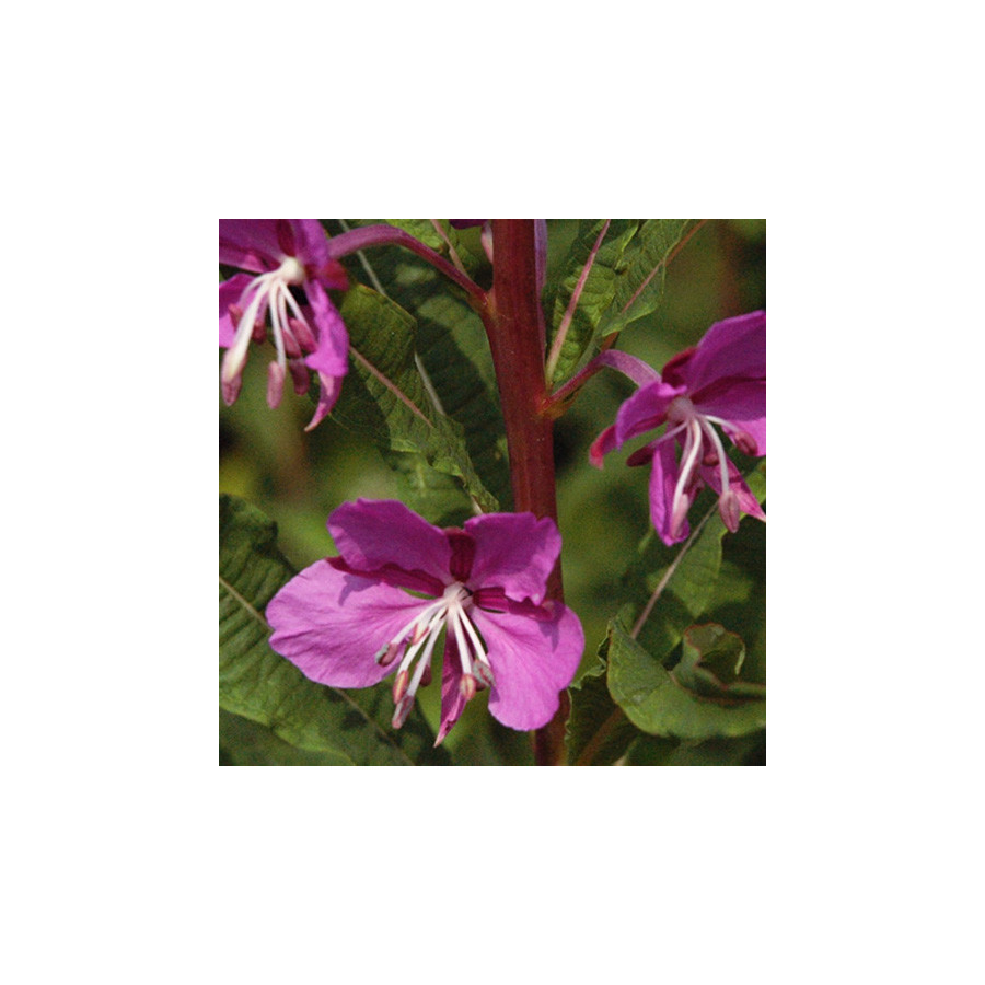 plantes-vivaces-epilobium-angustifolium-epilobe-en-vente-pepiniere-lepage-