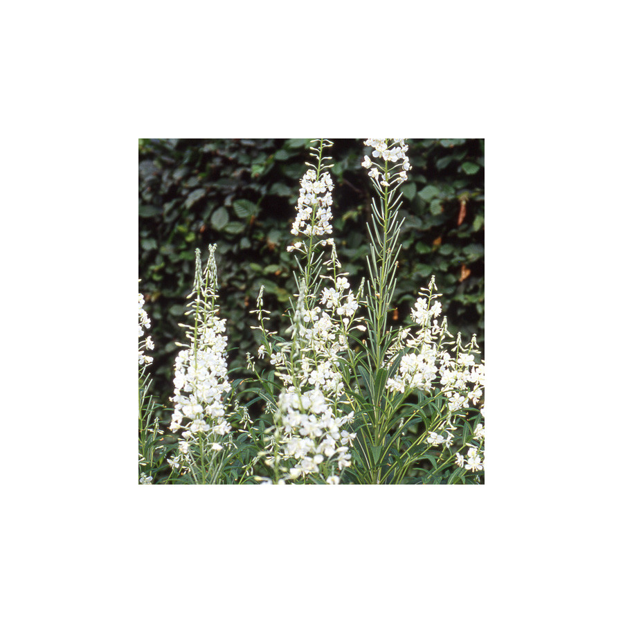 Plantes Vivaces EPILOBIUM angustifolium 'Album' - Epilobe en vente - Pépinière Lepage .