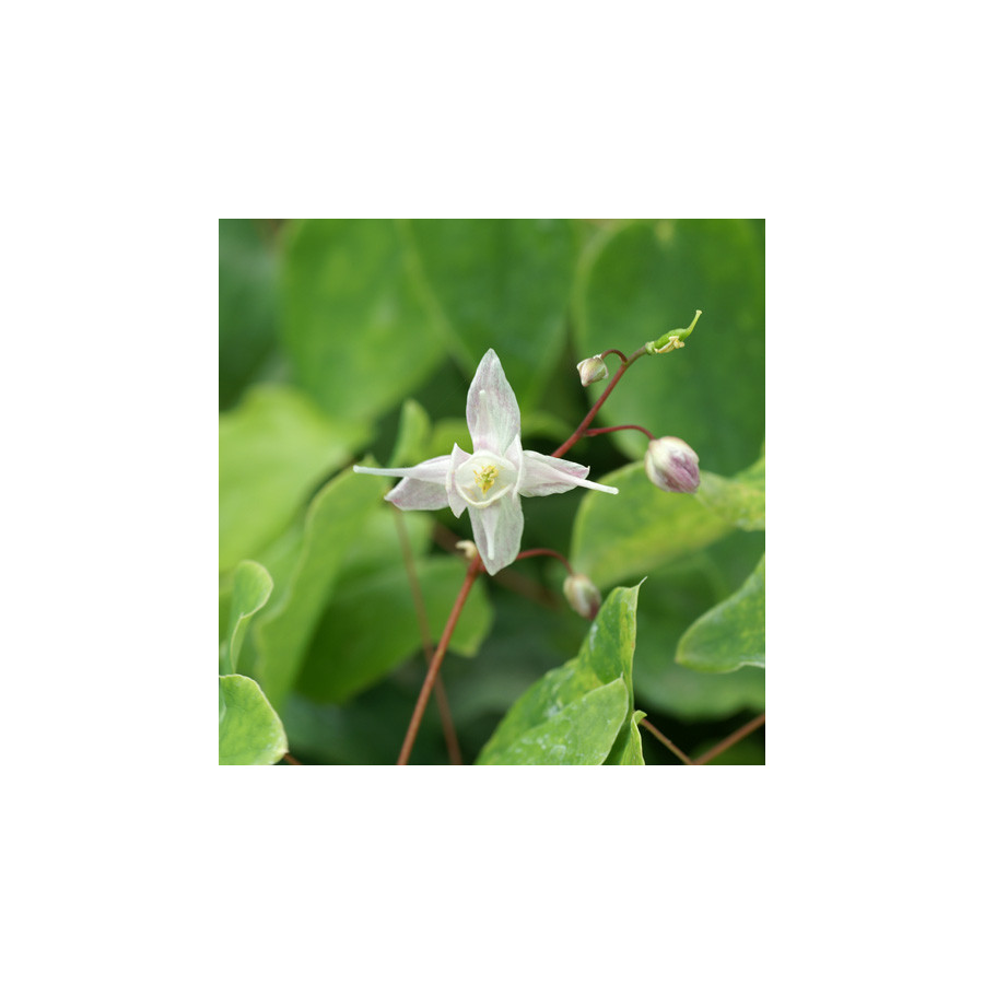 plantes-vivaces-epimedium-akebono-fleur-des-elfes-en-vente-pepiniere-lepage-