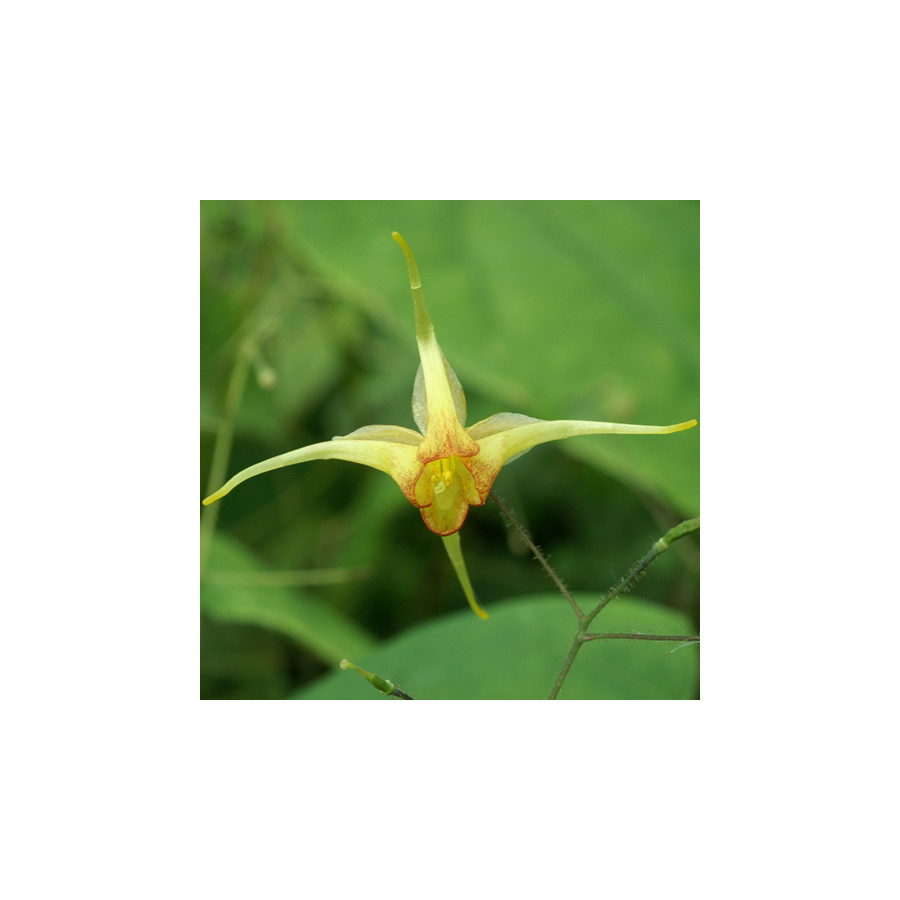 Plantes Vivaces EPIMEDIUM 'Amber Queen' ® - Fleur des Elfes en vente - Pépinière Lepage .