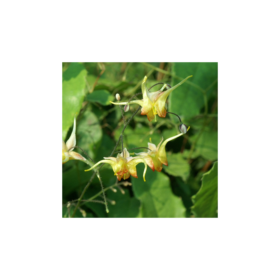 Plantes Vivaces EPIMEDIUM 'Amber Queen' ® - Fleur des Elfes en vente - Pépinière Lepage .