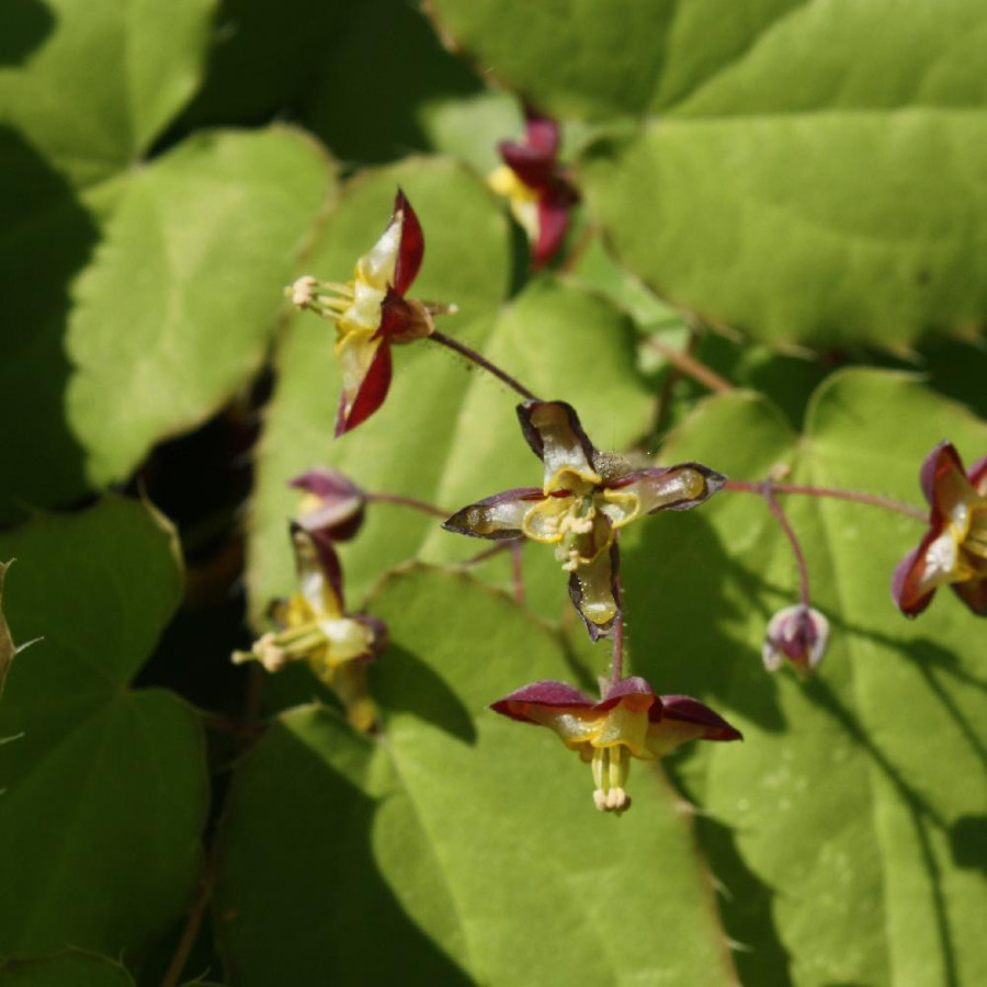 plantes-vivaces-epimedium-alpinum-fleur-des-elfes-en-vente-pepiniere-lepage-