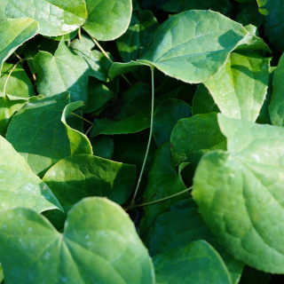 plantes-vivaces-epimedium-cantabrigiense-fleur-des-elfes-en-vente-pepiniere-lepage-