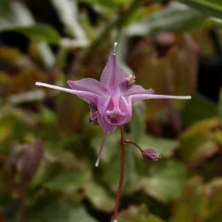 plantes-vivaces-epimedium-grandiflorum-lilafee-fleur-des-elfes-en-vente-pepiniere-lepage-