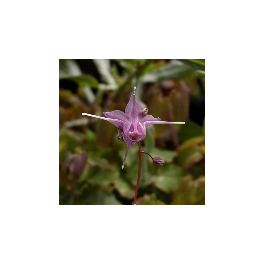 plantes-vivaces-epimedium-grandiflorum-lilafee-fleur-des-elfes-en-vente-pepiniere-lepage-