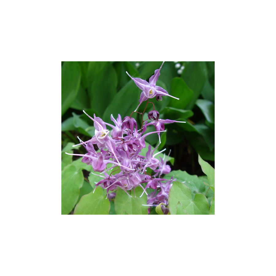 plantes-vivaces-epimedium-grandiflorum-lilafee-fleur-des-elfes-en-vente-pepiniere-lepage-