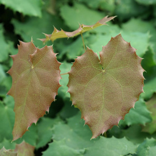 Plantes Vivaces EPIMEDIUM pauciflorum - Fleur des Elfes en vente - Pépinière Lepage .