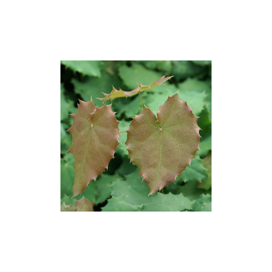 Plantes Vivaces EPIMEDIUM pauciflorum - Fleur des Elfes en vente - Pépinière Lepage .