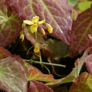 plantes-vivaces-epimedium-perralchicum-frohnleiten-fleur-des-elfes-en-vente-pepiniere-lepage-