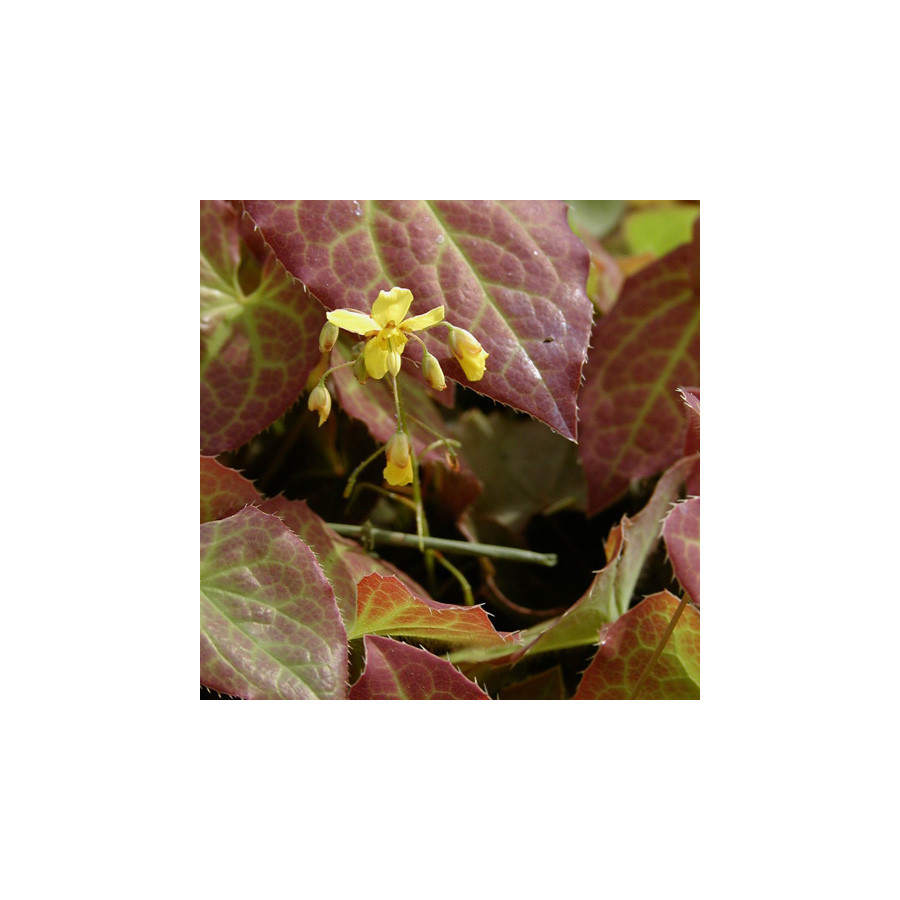 Plantes Vivaces EPIMEDIUM perralchicum 'Frohnleiten' - Fleur des Elfes en vente - Pépinière Lepage .