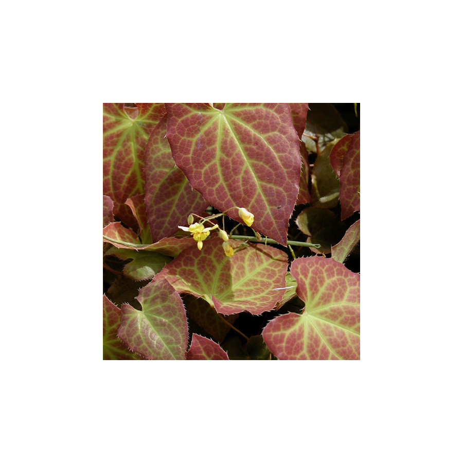 Plantes Vivaces EPIMEDIUM perralchicum 'Frohnleiten' - Fleur des Elfes en vente - Pépinière Lepage .